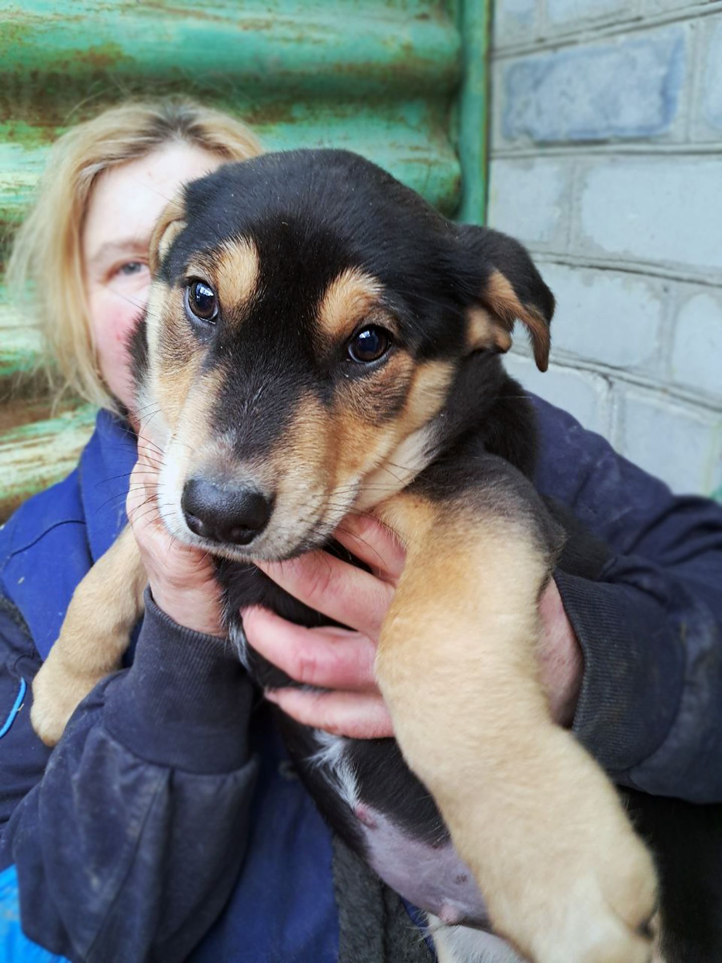 Цуценя Ернест