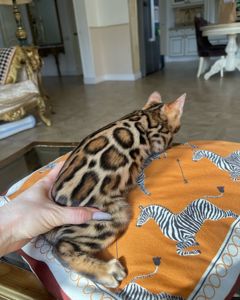 Бенгальские котята