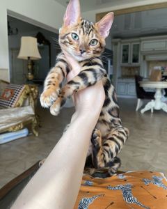 Бенгальские котята