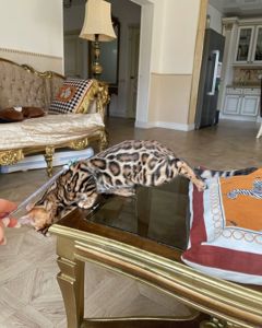 Бенгальские котята