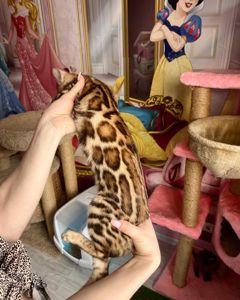 Бенгальские котята