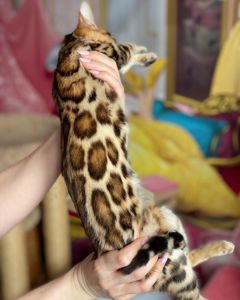 Бенгальские котята