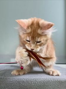 Мей кун рижые