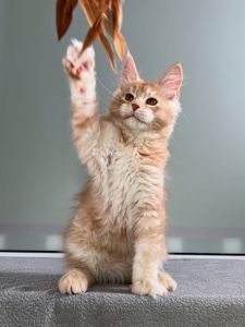 Мей кун рижые