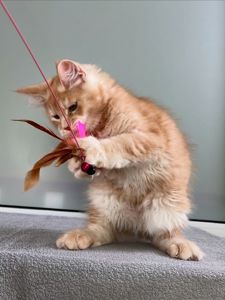 Мей кун рижые