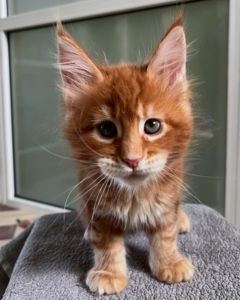 Мей кун рижые