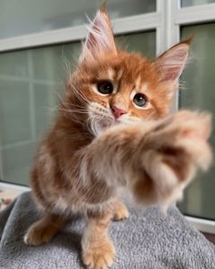 Мей кун рижые