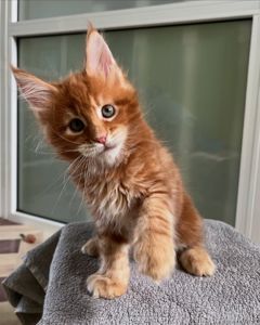 Мей кун рижые