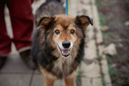 Пухнастий позитив Кузя