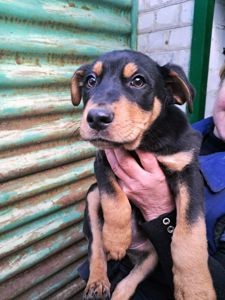 Цуценя Еміль