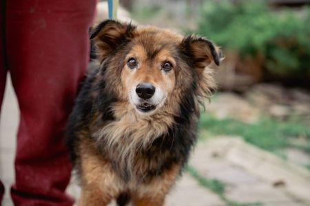 Пухнастий позитив Кузя