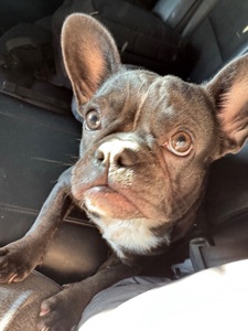 Французька бульдожка