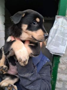 Цуценя Еріка