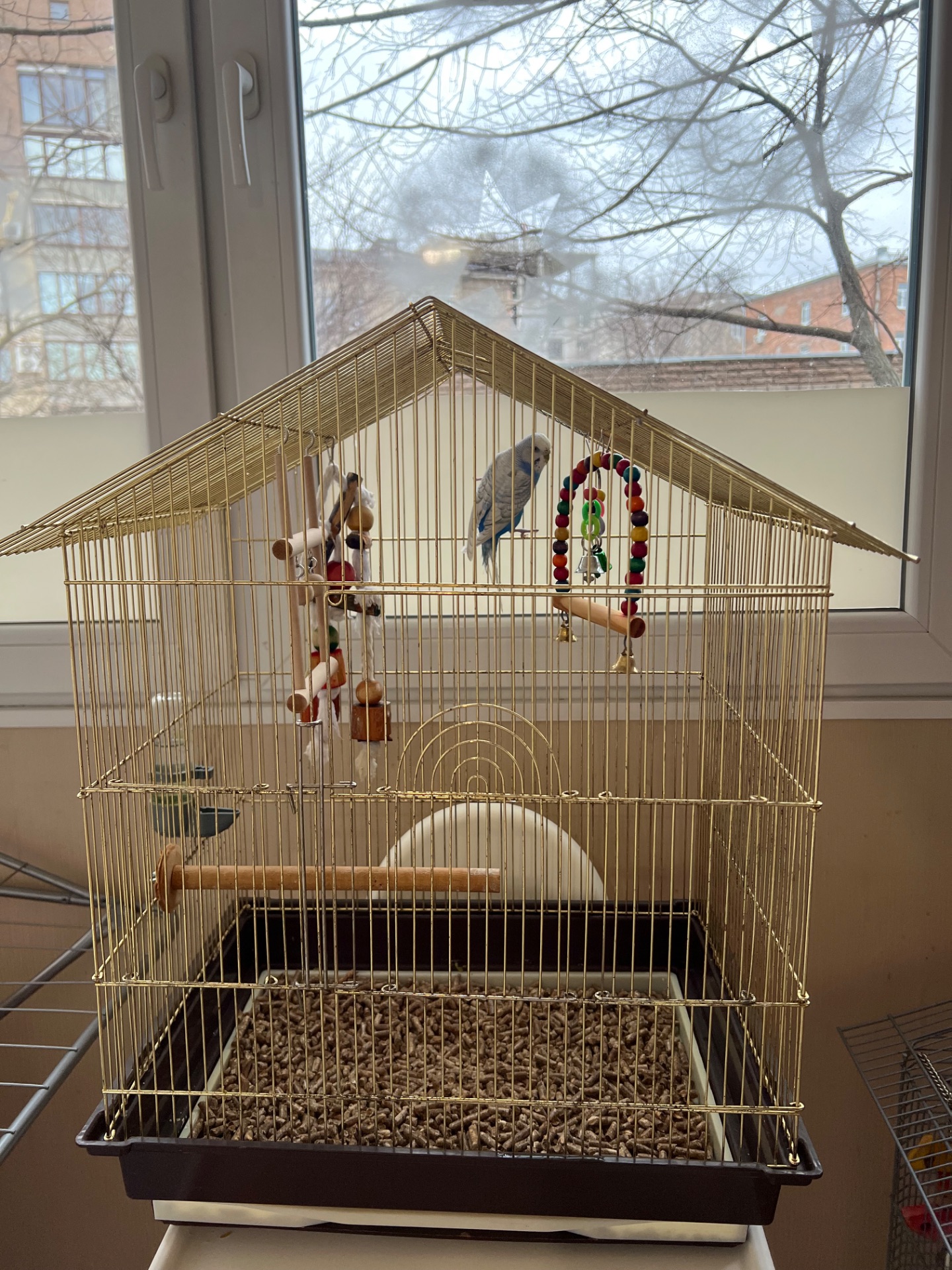 Волнистый попугай с клеткой