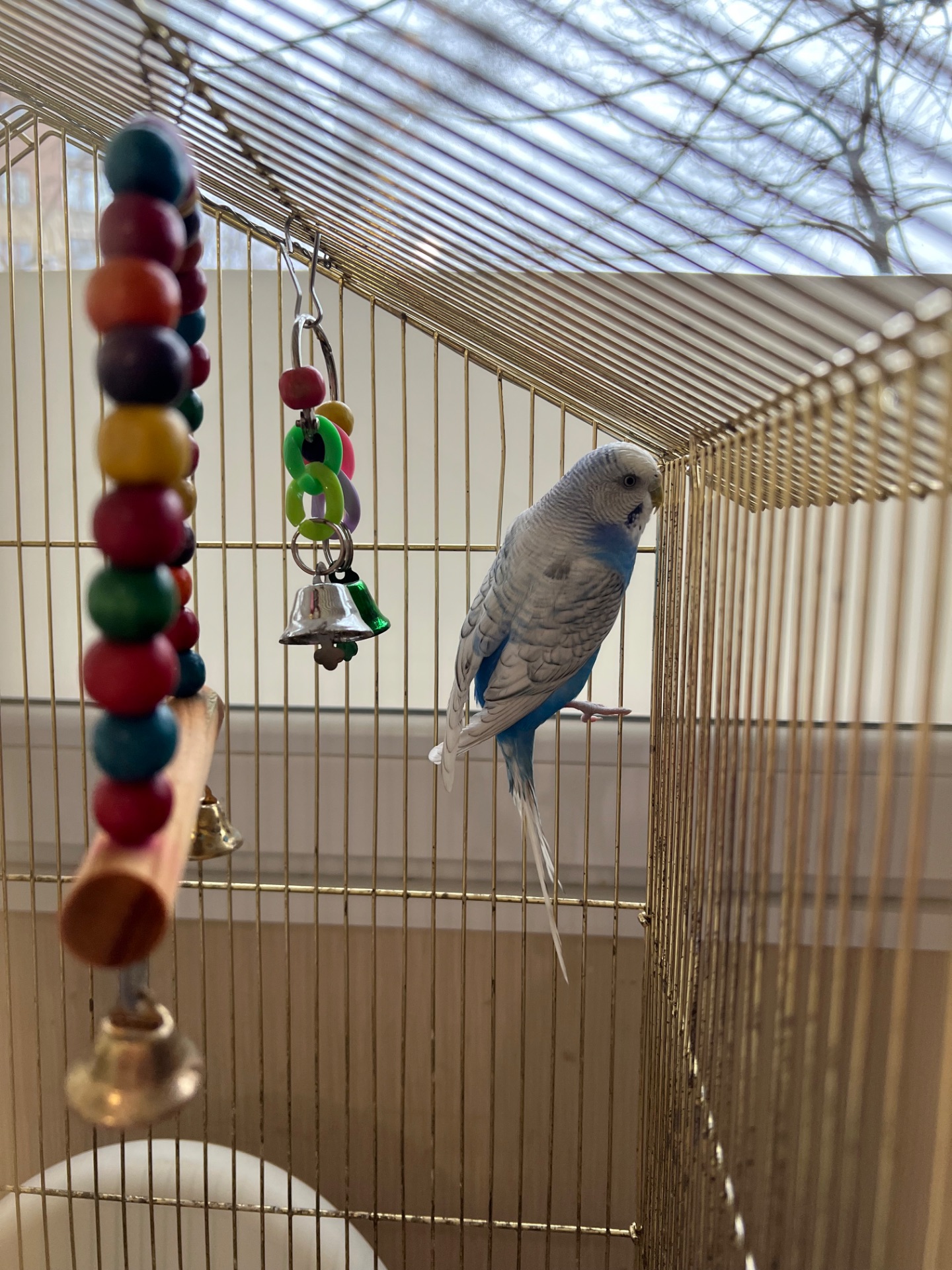 Волнистый попугай с клеткой