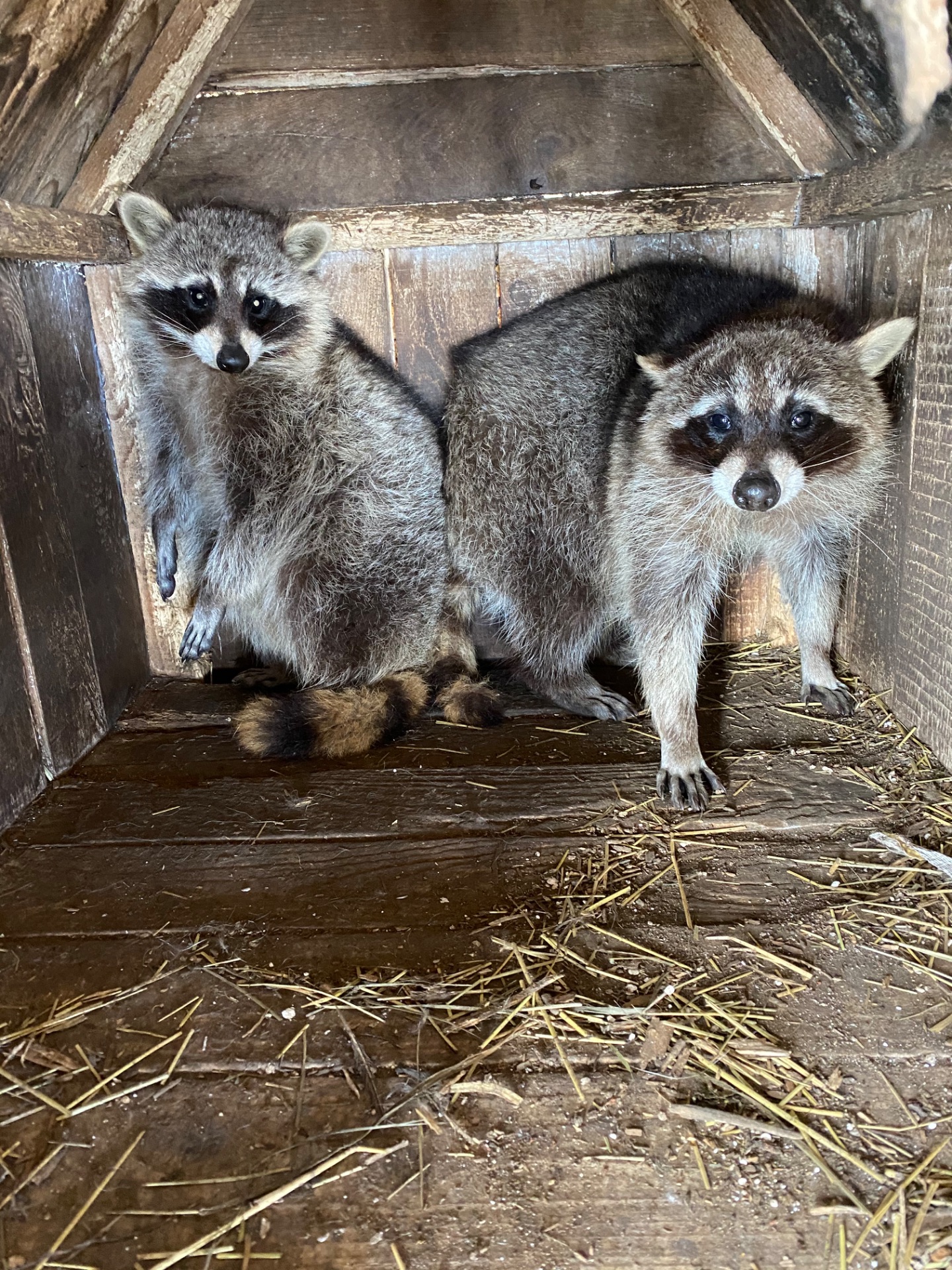 Енот полоскун