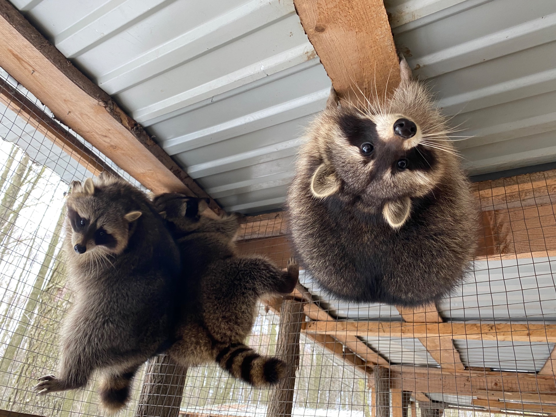 Енот полоскун