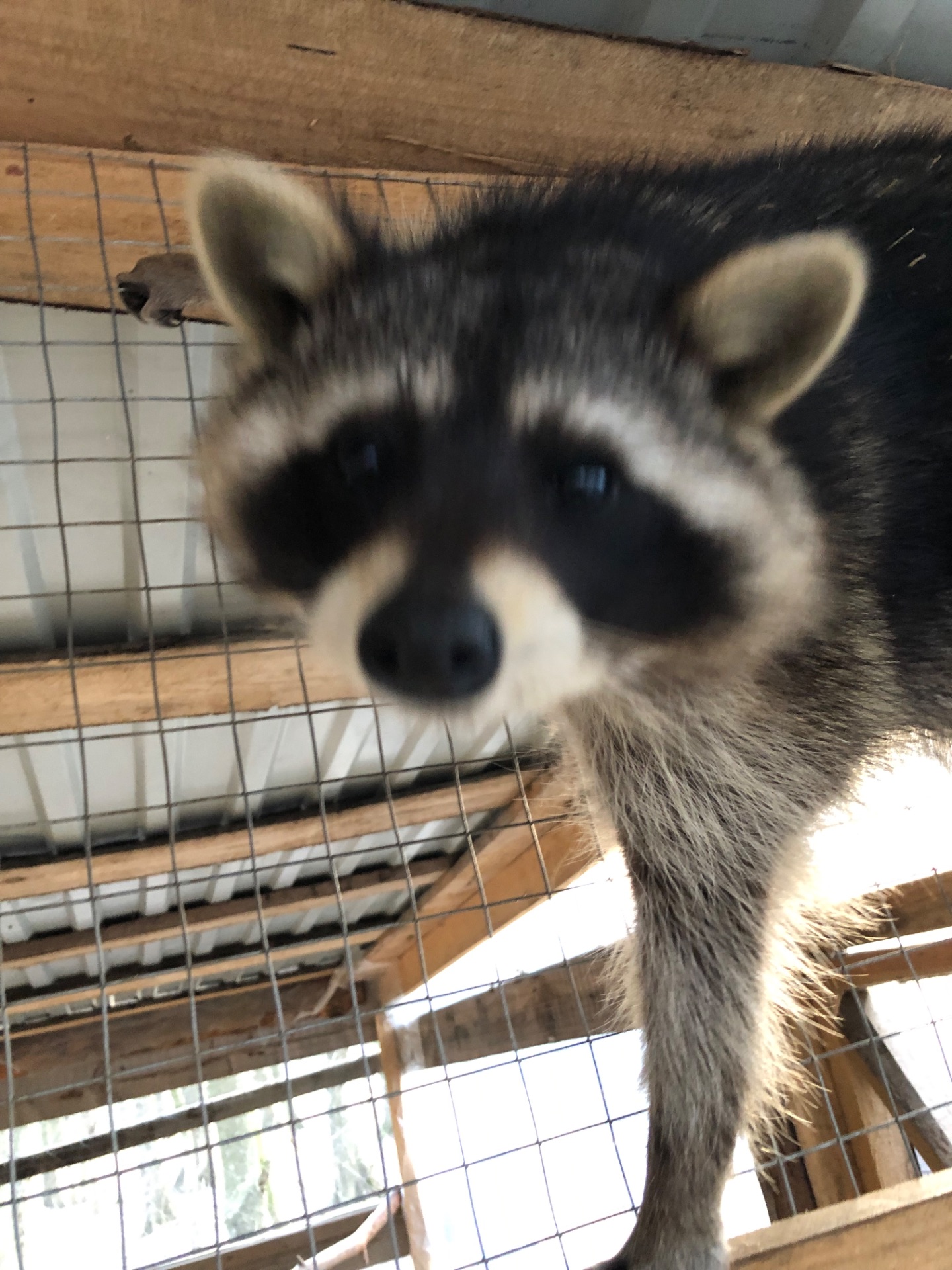 Енот полоскун