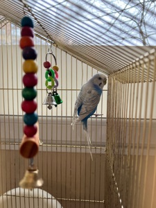 Волнистый попугай с клеткой