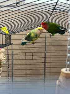 Неразлучники с клеткой