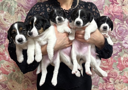 Джек Расел Терьєр (Парсон)