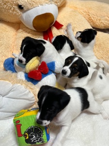 Джек Расел Терьєр (Парсон)