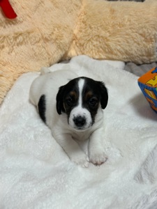 Джек Расел Терьєр (Парсон)