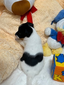 Джек Расел Терьєр (Парсон)