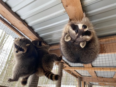 Енот полоскун