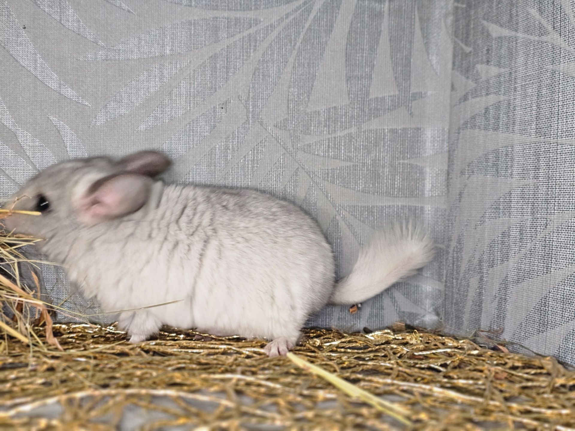 Белая Шиншилла Мальчик Маленький!))