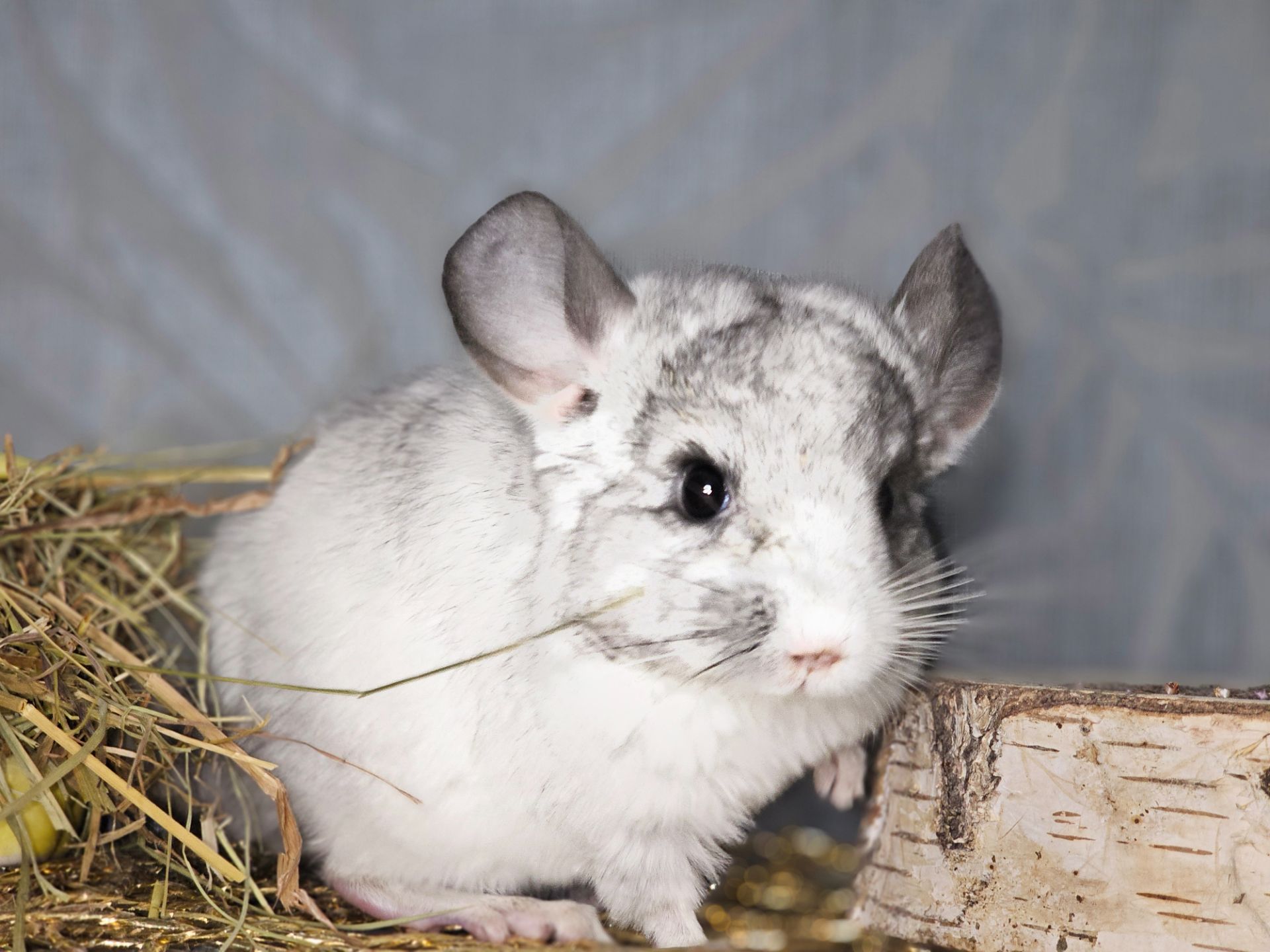 Белая Шиншилла Мальчик Маленький!))