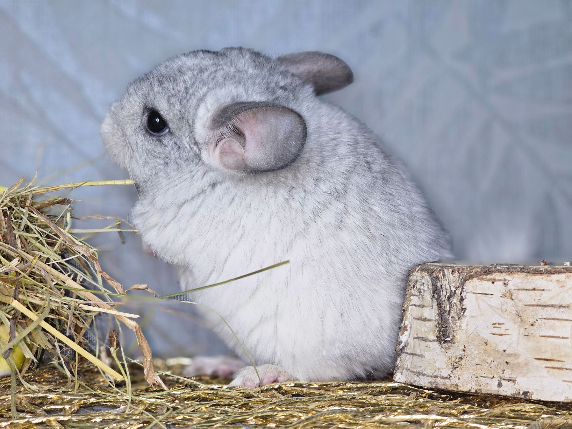 Белая Шиншилла Мальчик Маленький!))