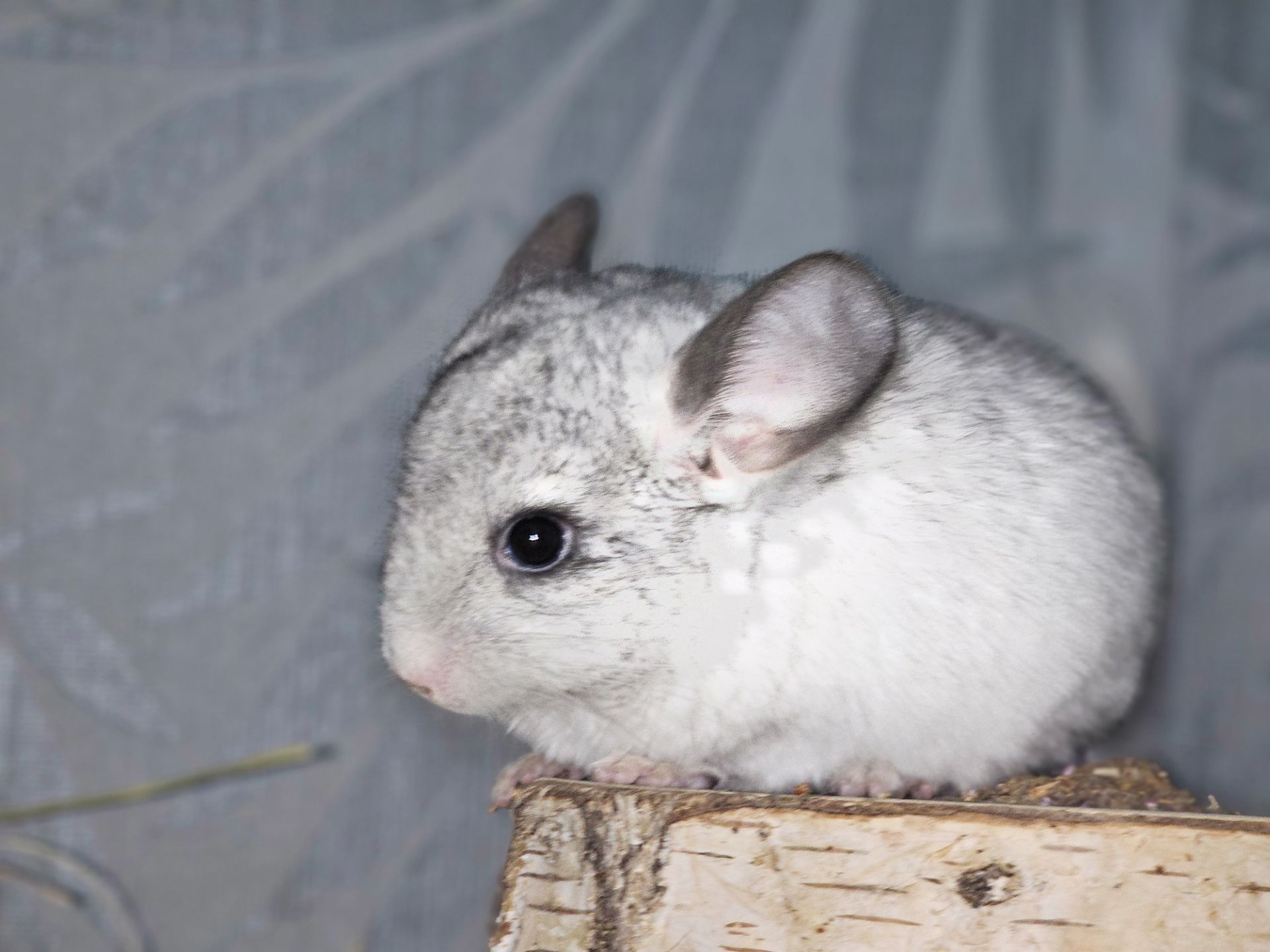 Белая Шиншилла Мальчик Маленький!))