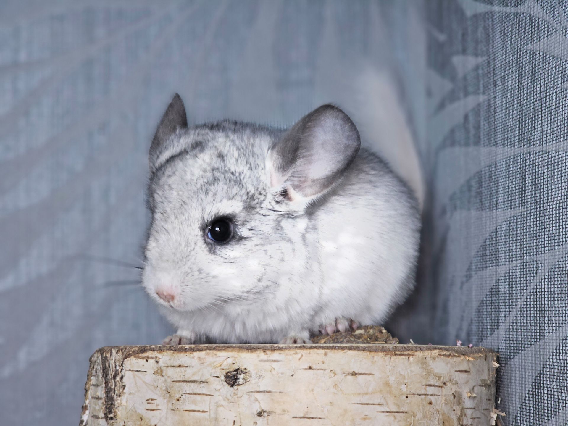 Белая Шиншилла Мальчик Маленький!))