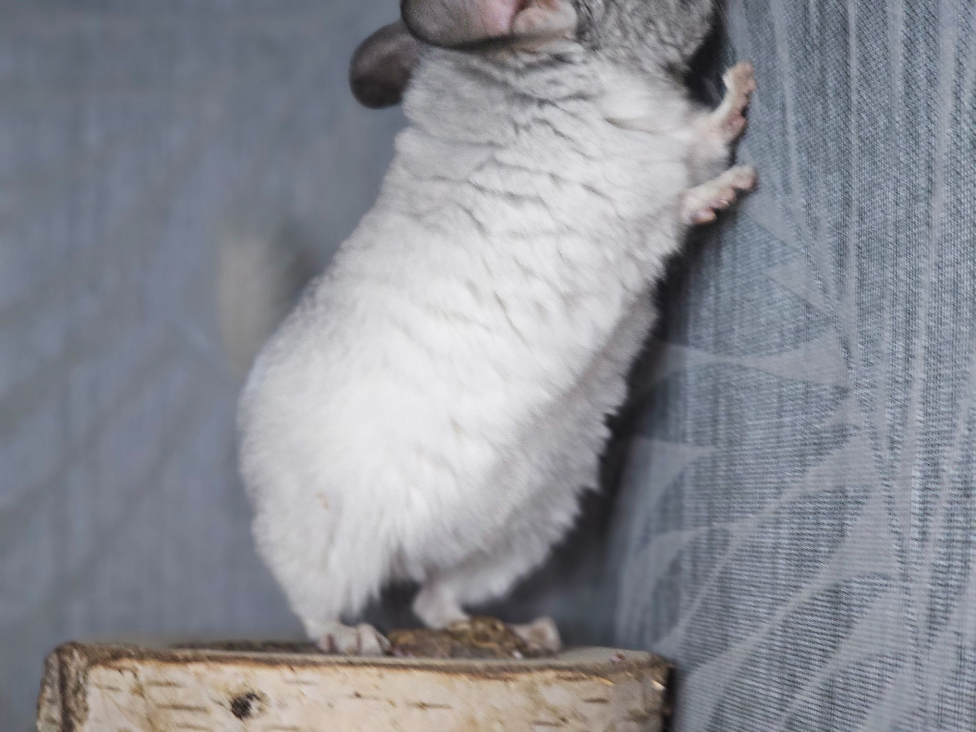 Белая Шиншилла Мальчик Маленький!))