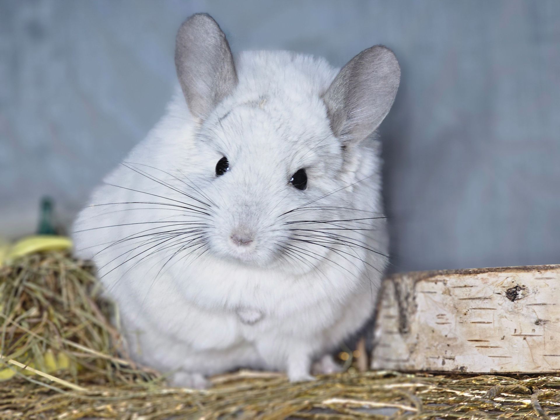 Шиншилята Різнокольорові Великий вибір🥰