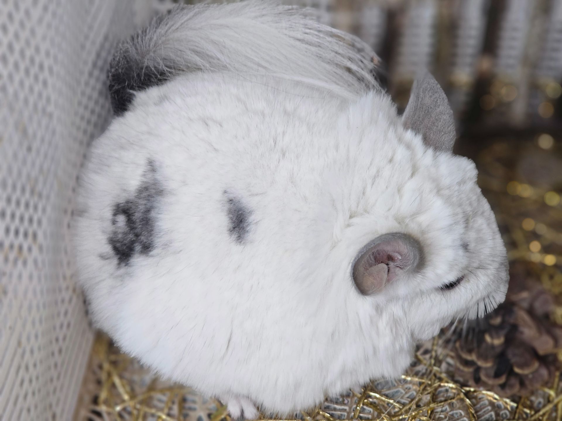 Шиншилята Різнокольорові Великий вибір🥰