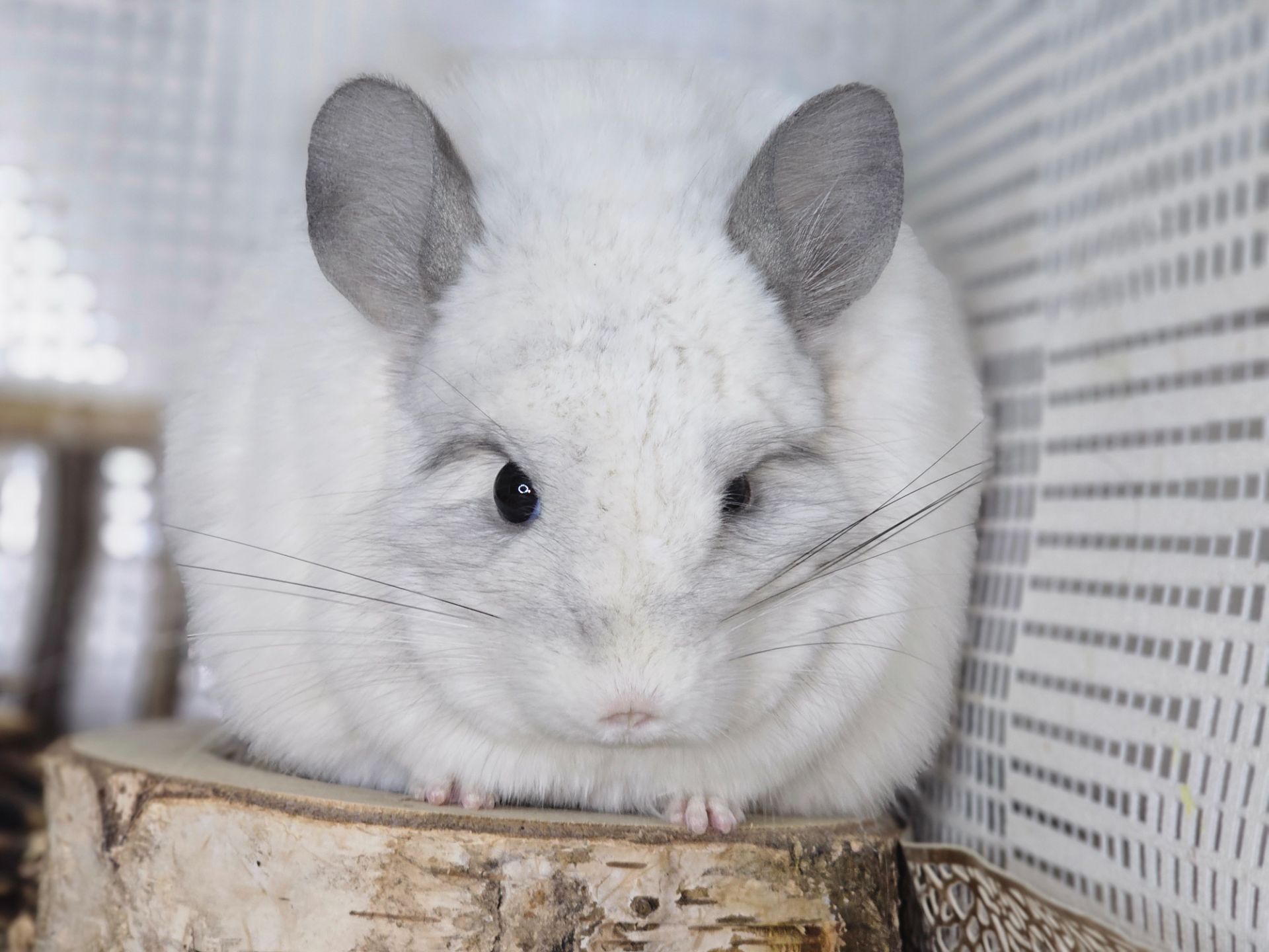 Шиншилята Різнокольорові Великий вибір🥰