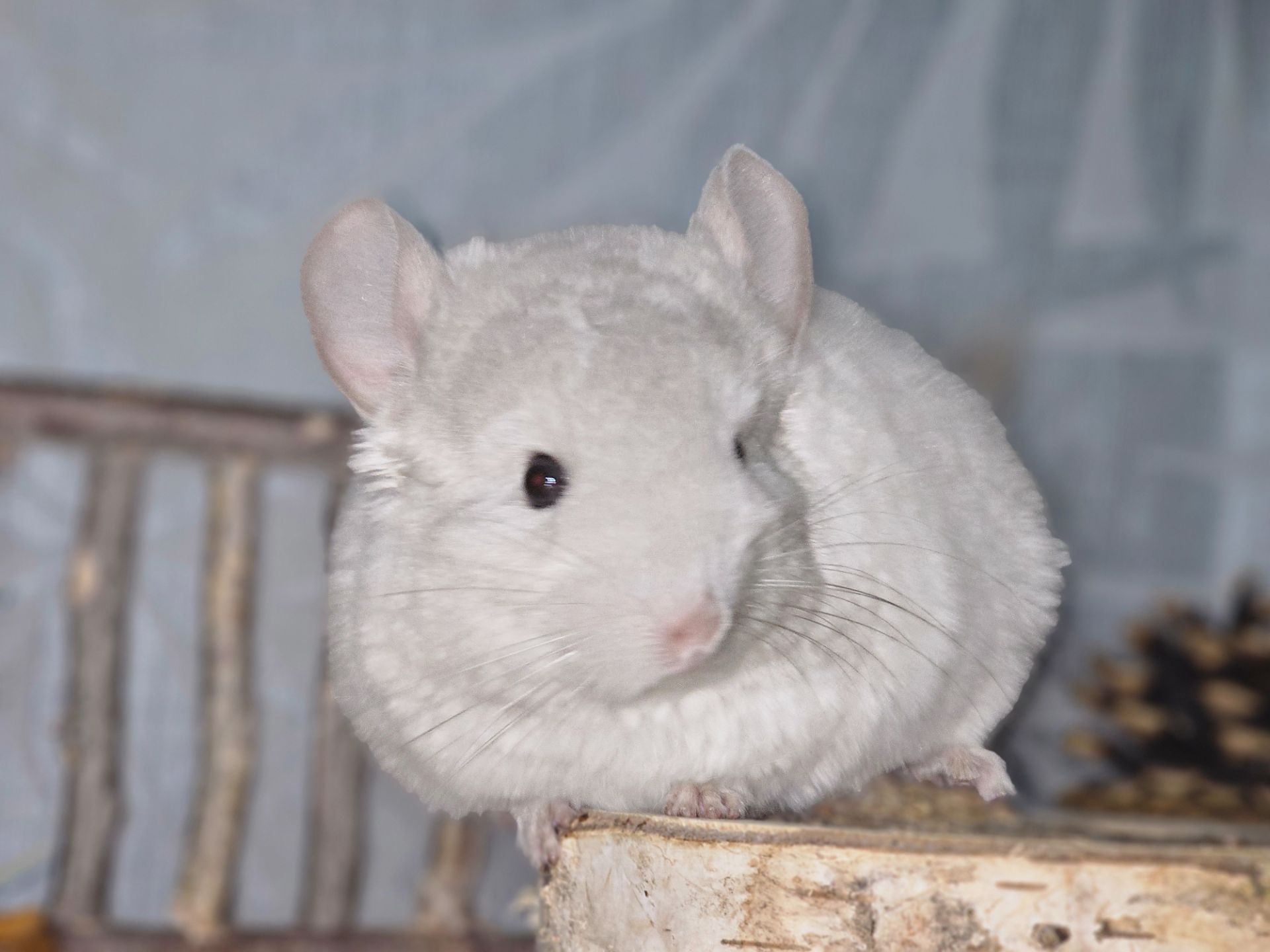 Шиншилята Різнокольорові Великий вибір🥰