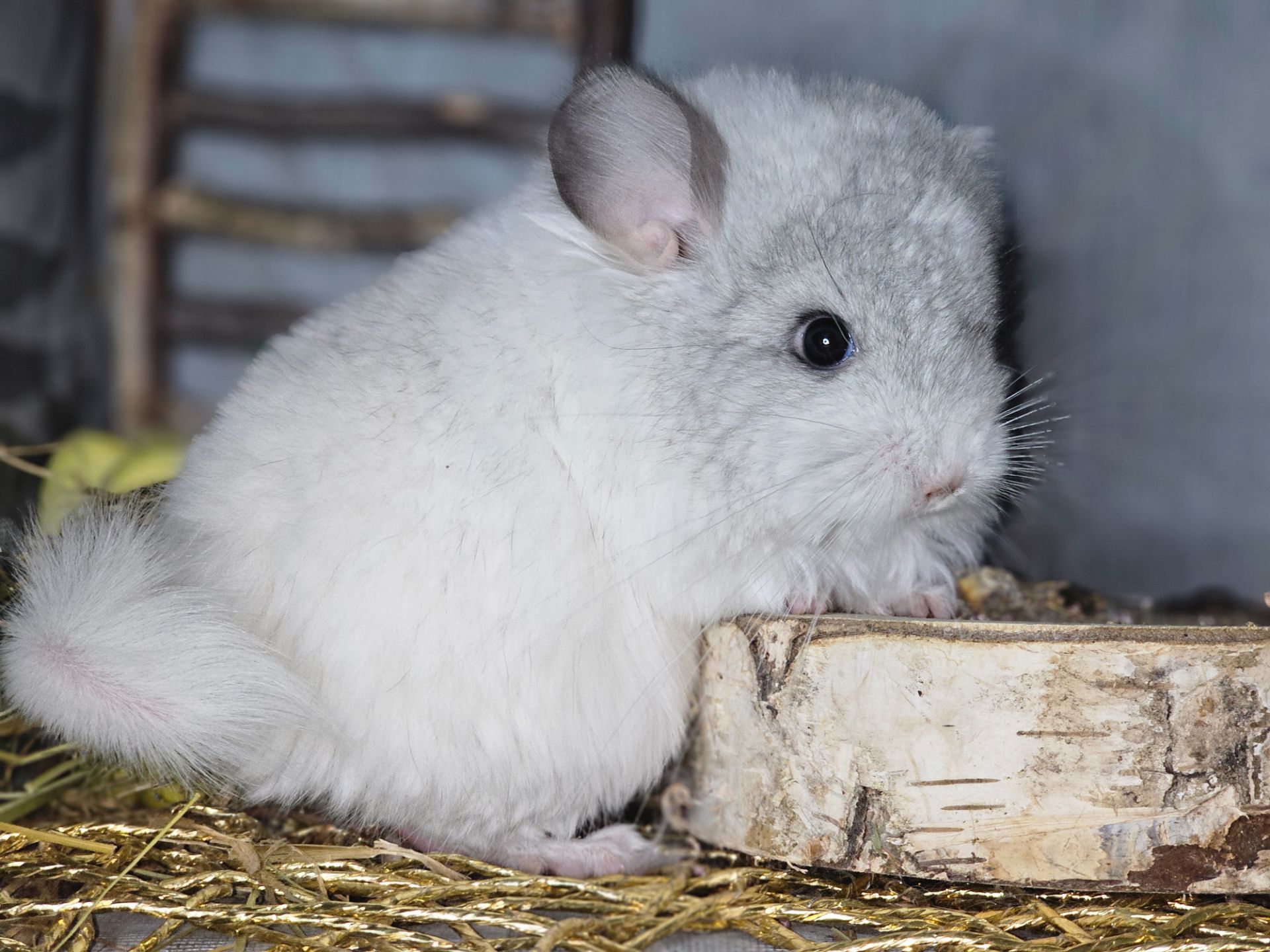 Шиншилята Різнокольорові Великий вибір🥰