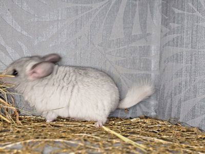 Белая Шиншилла Мальчик Маленький!))