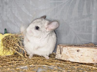 Белая Шиншилла Мальчик Маленький!))