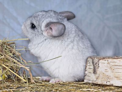 Белая Шиншилла Мальчик Маленький!))