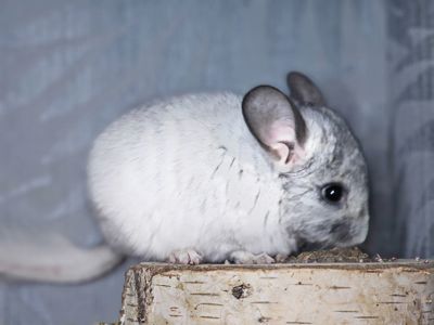 Белая Шиншилла Мальчик Маленький!))