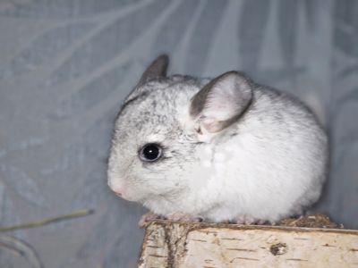 Белая Шиншилла Мальчик Маленький!))