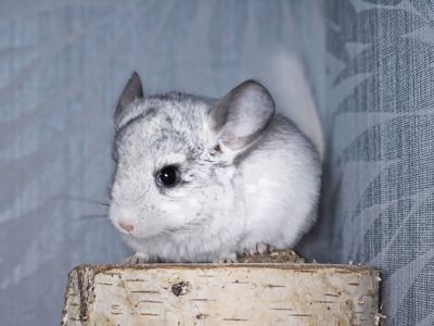 Белая Шиншилла Мальчик Маленький!))