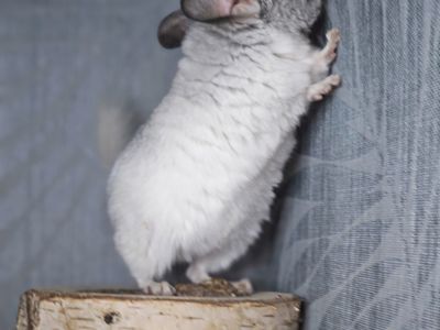 Белая Шиншилла Мальчик Маленький!))