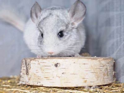 Белая Шиншилла Мальчик Маленький!))