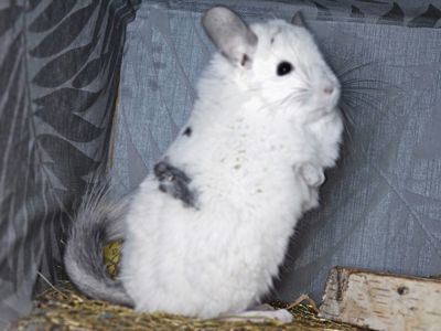 Шиншилята Різнокольорові Великий вибір🥰