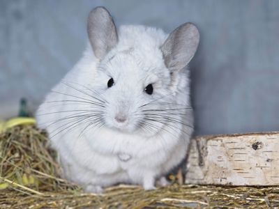 Шиншилята Різнокольорові Великий вибір🥰